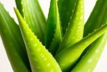 Aloe Vera botanical overview plant profile