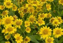 Arnica botanical overview alpine flowering plant