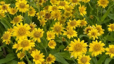 Arnica botanical overview alpine flowering plant