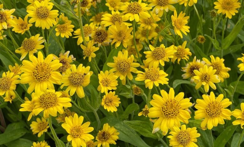 Arnica botanical overview alpine flowering plant